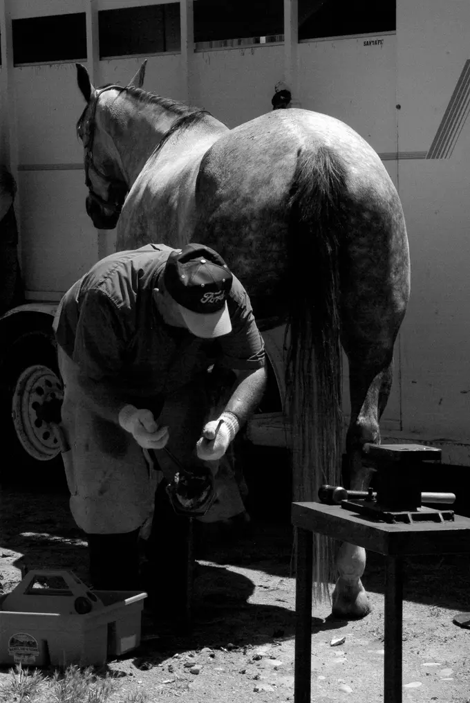 Black and white photograph of a farrier tending to a horse