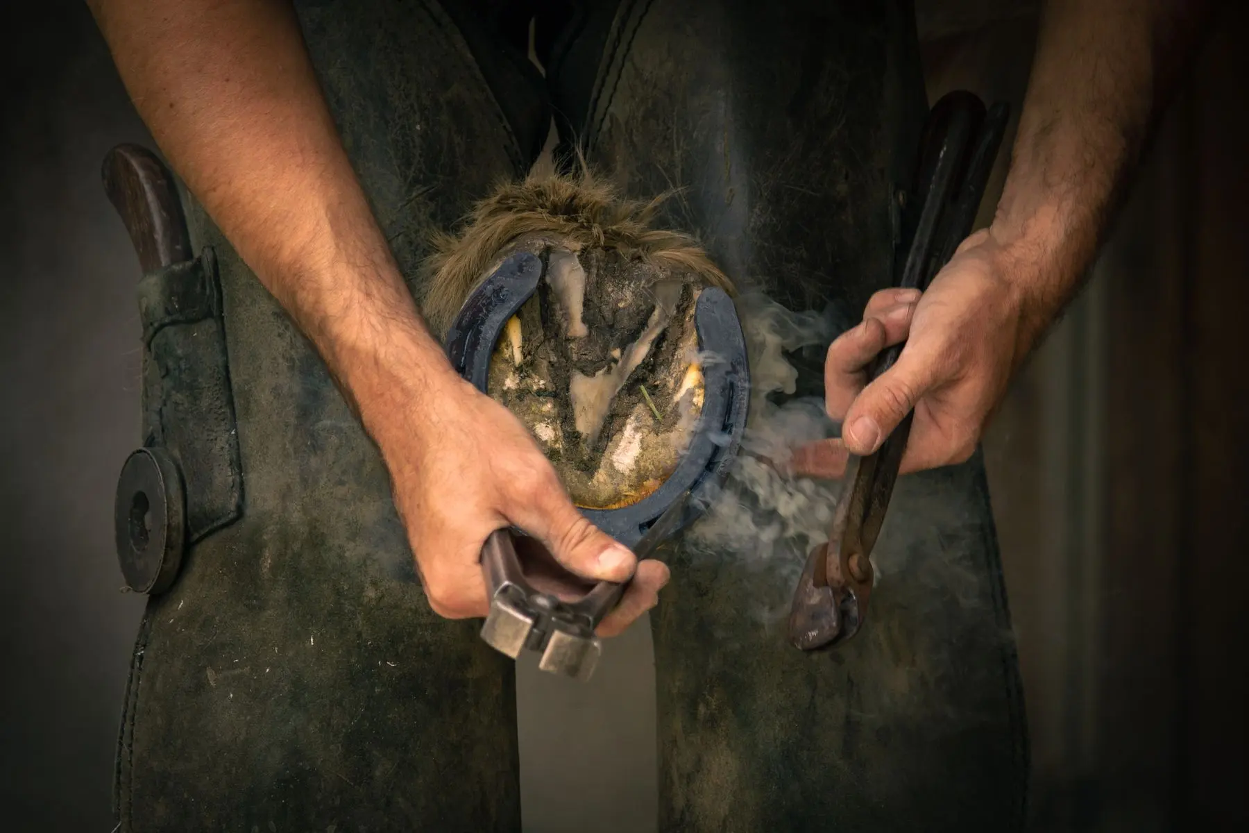 Farrier fitting a horseshoe to a horse hoof