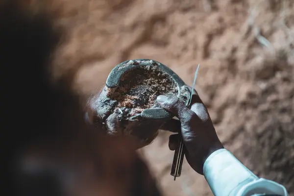 Close view of a farrier inspecting a horse hoof with tools
